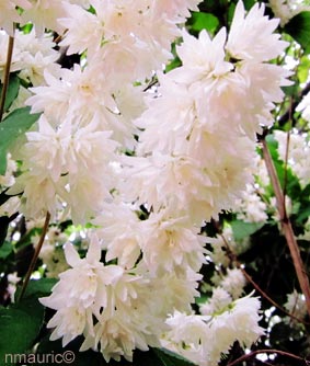 Deutzia scabra